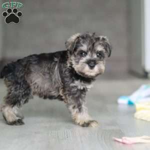 Clementine, Miniature Schnauzer Puppy